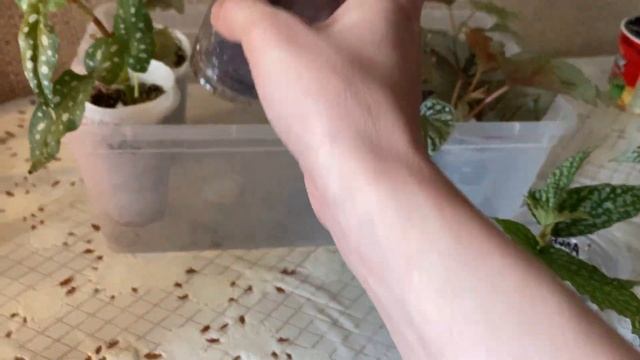 Излишки комнатных растений. Комнатные цветы почтой