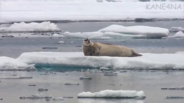 Лучшие приколы #188 – Самая лучшая озвучка (18+) | [Видео приколы, Видео подборка #188] KANE4NA смотреть онлайн