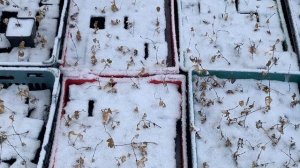 Как зимуют саженцы жимолости. 17.02.25