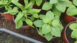 Рассада петунии посеянная в январе