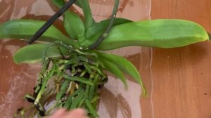 Пересадка орхидеи в вазу без грунта: домашний элексир