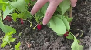 Редиска выросла. Урожай собираю 8 мая