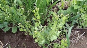 Пастушья Сумка: Останавливает Кровь, Помогает Почкам!