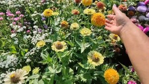 Астра Статица Цинния  на срезку для  букетов к 1 сентяб?