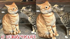Лучшие моменты с котами, и озвучка кошачьих мыслей – лучше, чем в кино