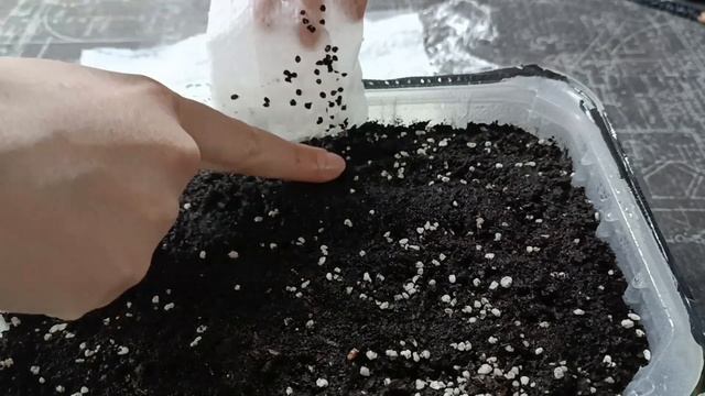 ПОЧВОПОКРОВНЫЕ растения. Сею ЯСКОЛКУ, ГВОЗДИКУ и ЧАБР? смотреть онлайн