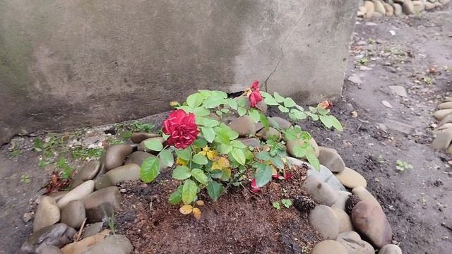 Жизнь переселенцев в селе.Утро.Клумбы.Печь.Планы. смотреть онлайн