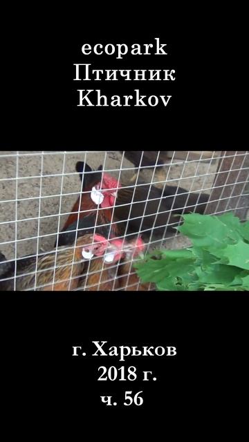  ЭкоПарк Харьков ч.56  Птичник  2018 г.  shorts