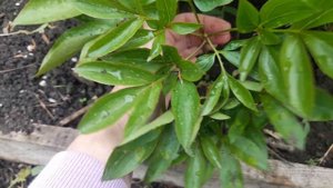 Пион, заражённый вирусом. Что с ним делать сейчас?