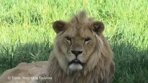 Львы так возмужали, все мощные и огомные! Короли саванны следят за порядком на своей территории!
