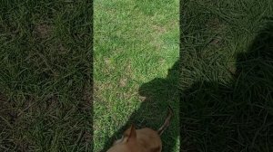 Банкир. Шереметьевский приют