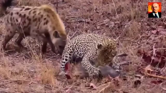 Леопард в Деле. Бесшумный охотник уничтожает своих жертв за секунды