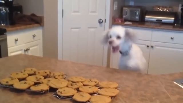 приколы 2016 КЛАССНЫЕ ПРИКОЛЫ jokes COOL JOKES 2016 смотреть онлайн