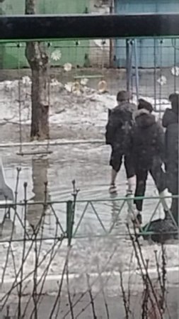 Моржи