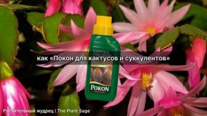 ЧЕМ ПОДКОРМИТЬ ДЕКАБРИСТ В НОЯБРЕ, ЧТОБЫ ОН ЗАЦВЕЛ В Д?