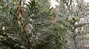 ЧЕМ ОТЛИЧАЕТСЯ КИПАРИСОВИК ИВОННЕ от АЛЮМИГОЛД|Какой