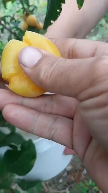 Саженцы плодовых деревьев 8033.658.73.47 смотреть онлайн