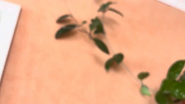 Не цветёт хойя что делать? смотреть онлайн