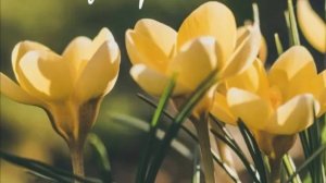 Доброе утро! Музыкальная открытка с пожеланиями!