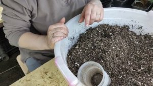 черенкование бальзамина новогвинейского