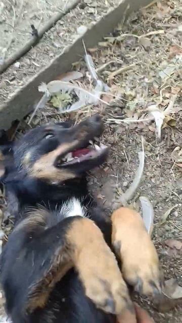 Мужик Белку Поймал В Курятнике🤣#ПОДПИШИТЕСЬ ПОЖАЛУЙ? смотреть онлайн