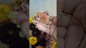 Сушка георгин и роз в селикогеле. Результат.