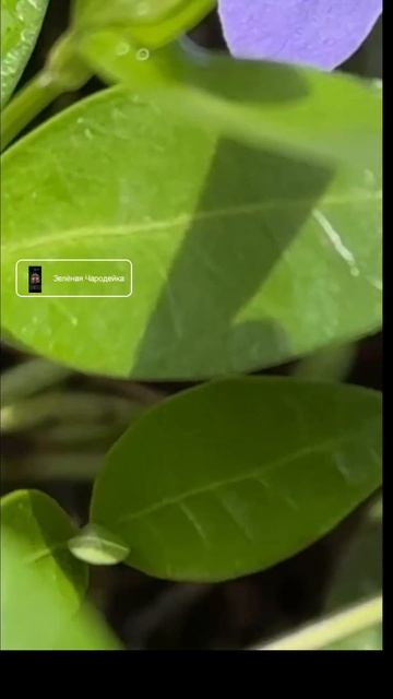 Барвинок большой / Vinca major  #растенияуход #домашнийвлог
