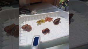 Виноград в Приморском Крае! Сурученский белый, Цимус, ?