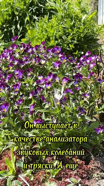 Бабочка из Красной книги России #бабочка #прекрасное #?