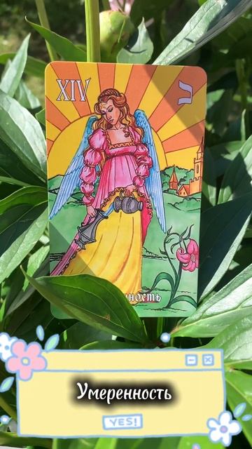 Пионы и карты дня!#люблютаро #tarot