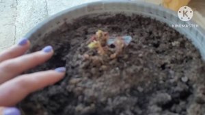 Как спасти увядшую БЕГОНИЮ в горшке. А НАДО ЛИ ЕЕ СПАСА