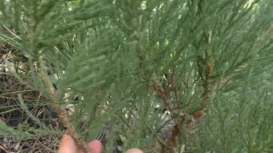 Кедр гималайский и секвойядендрон гигантский. Cedrus deodar