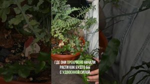 Lecanopteris deparioides и lecanopteris mirabilis | 3 место #lecanopteris #леканопте