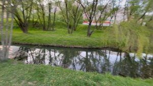 Мальтийская болонка