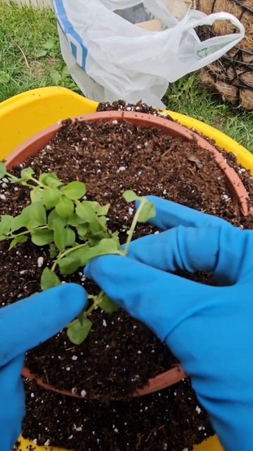 Вербейник монетный посадка #вербейник #посадкаиуход #? смотреть онлайн