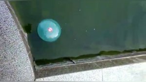 Борьба против цветения воды в пруду ультразвуком. УЗО-ПРУД