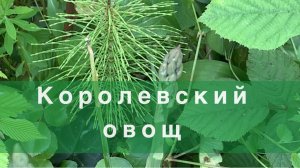Спаржевый Рай: Выращивание, Польза и Рецепты