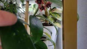 Hoya Lobbii/ Vermont. Хойя Лобби,цветение и уход