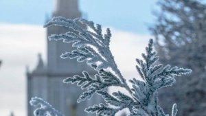 Заморозки ударят по Москве в ночь на 9 мая. Похолодание, туман и ветер в Минске. Погода в СНГ