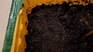 Очаровательные  злаковые- Мюленбергия волосовидная и