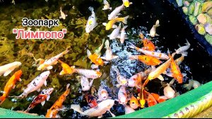 Нижегородский зоопарк "Лимпопо". Часть 9