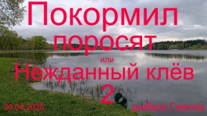 Покормил поросят и домой или Нежданный клёв 2. 30.04.2025.Рыбхоз Гжелка. Пруд Нагульный 1.