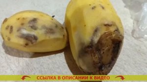 🚫 ЧЕМ ОБРАБОТАТЬ КАРТОШКУ ОТ СОРНЯКОВ ⚫ КАК УВЕЛИЧИТ