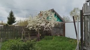 Обзор участка в мае погода нам не дает работать. Но я уже частично высадила.