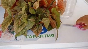 Как черенковать бегонию, крылья ангела?Бегония гулини