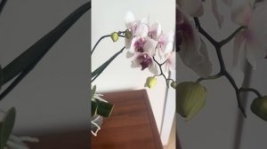 Орхидея Моушен, бабочка