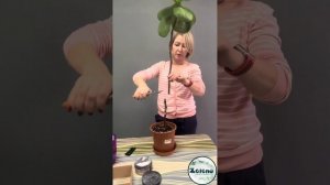 Черенкование и укоренение фикуса Лирата.