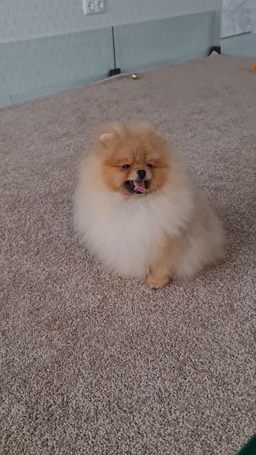 Крутой померанец 65 месяцев