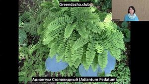 Папоротник Aдиантум стоповидный Pedatum и Хоста Blue Jay. Иде