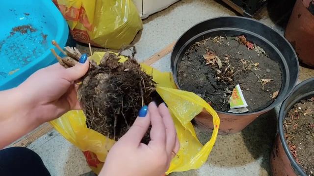 Вегетативные георгины. Снова неудача...Больше у меня и?